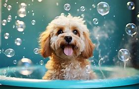 Shampoos & Conditioners