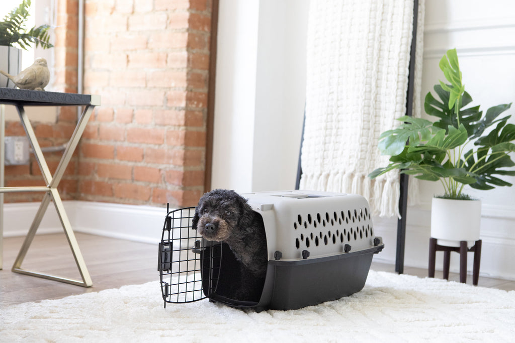 Portable Hard-Sided Pet Kennel with Metal Door – Black & Gray, Up to 10 lbs 