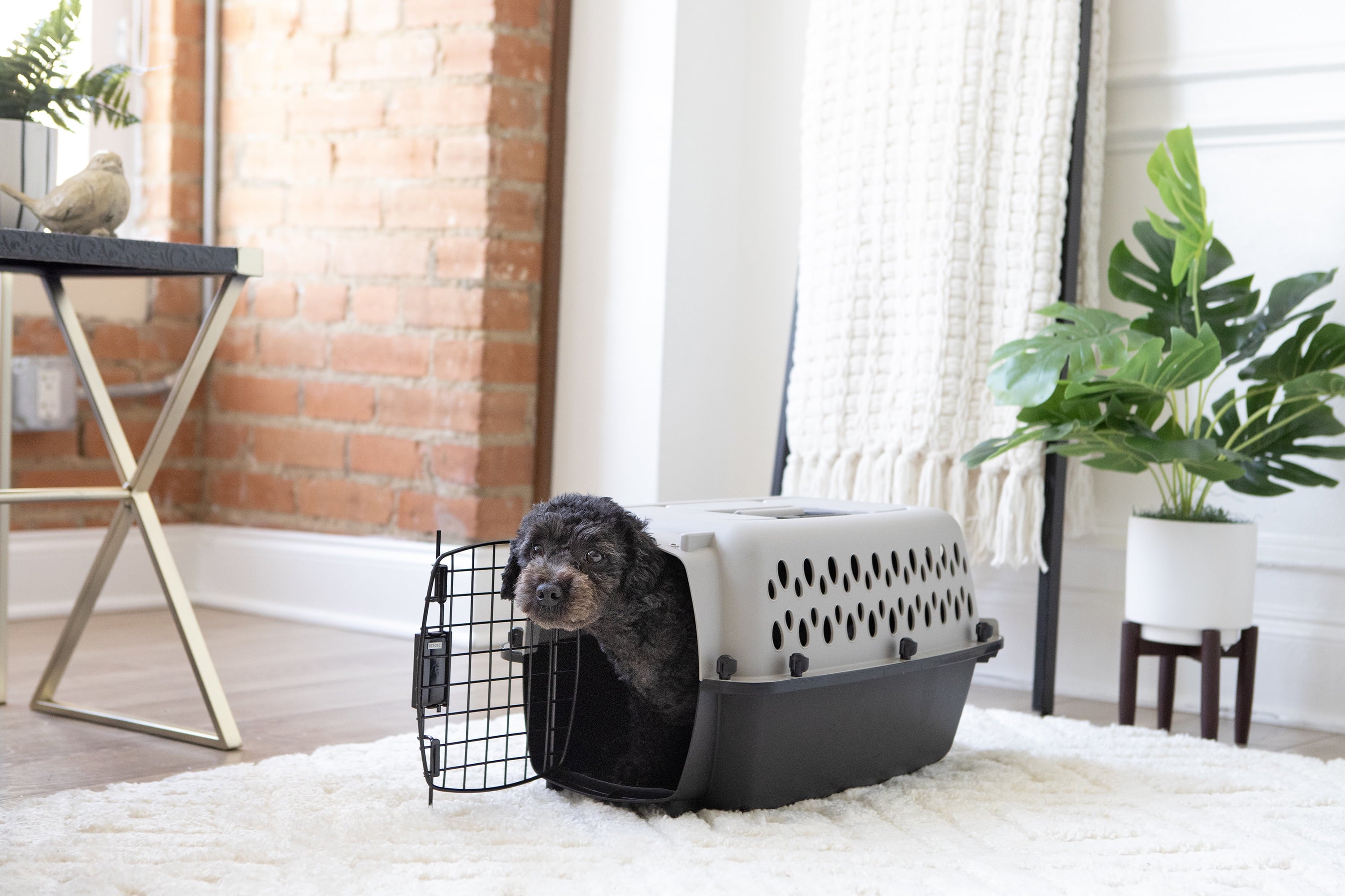 Portable Hard-Sided Pet Kennel with Metal Door – Black & Gray, Up to 10 lbs 