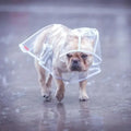 1Pc Transparent Hooded Pet Dog Plastic Raincoat Dog Clothes Poncho for Dogs 
